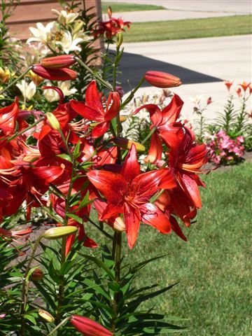Front yard lillies photo 1