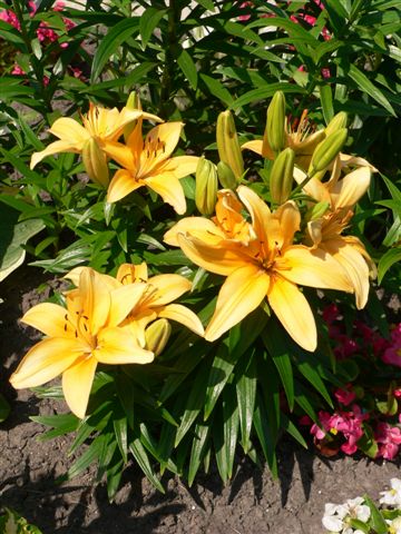 Front yard lillies photo 2