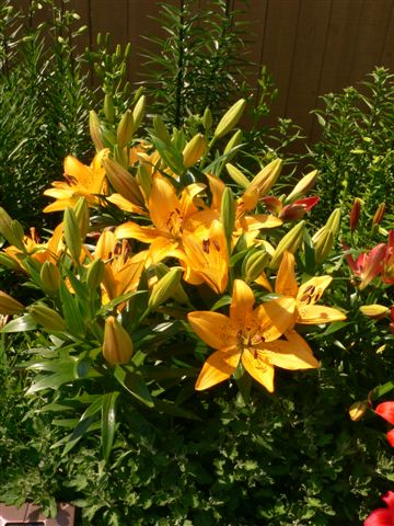 Front yard lillies photo 3