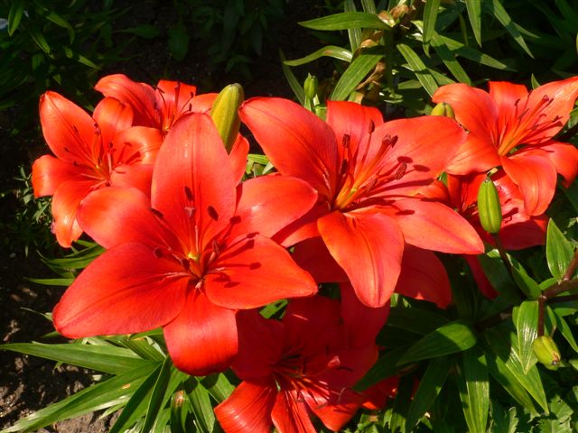 Front yard lillies photo 4