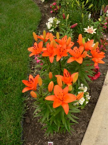 Front yard lillies photo 7