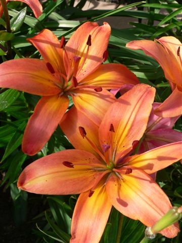 Front yard lillies photo 8