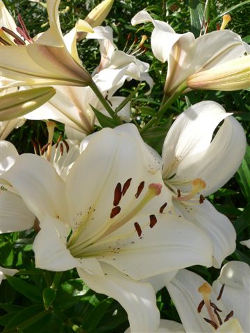 Front yard lillies photo 9