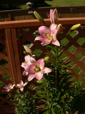 Front yard lillies photo 10