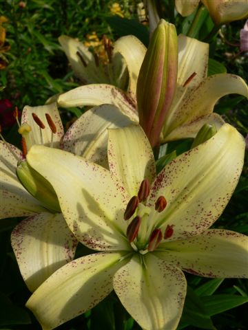 Front yard lillies photo 11